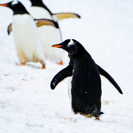 Gentoo penguins waddle across the snow at the Argentinian Antarctic research base Base Brown.