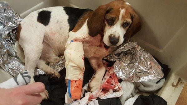 Someone threw 2 beagles out of a moving vehicle on Interstate 81 in New York