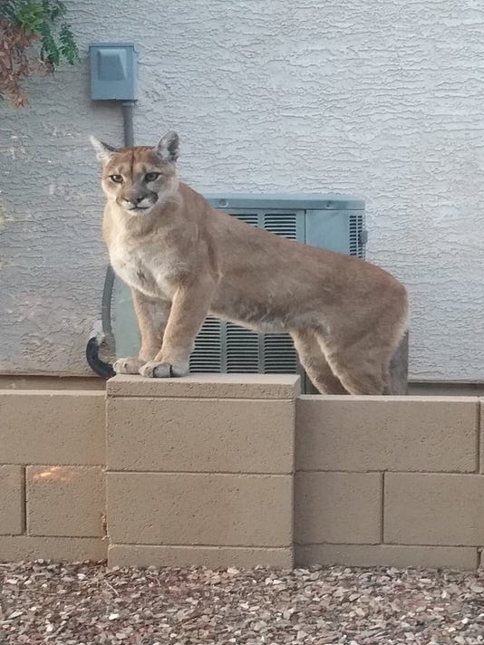 Mountain lion moves into Tucson-area retirement community