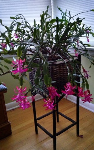 Few things are as dependable as the Christmas cactus in the Apps family household.