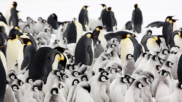 A new book, "Emperor: The Perfect Penguin" (ACC...