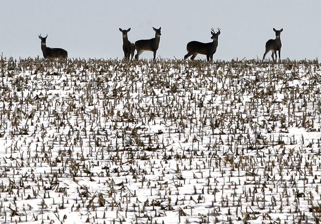 Deer and other animals of the Upper Midwest have evolved to often thrive in even bitterly cold weather.