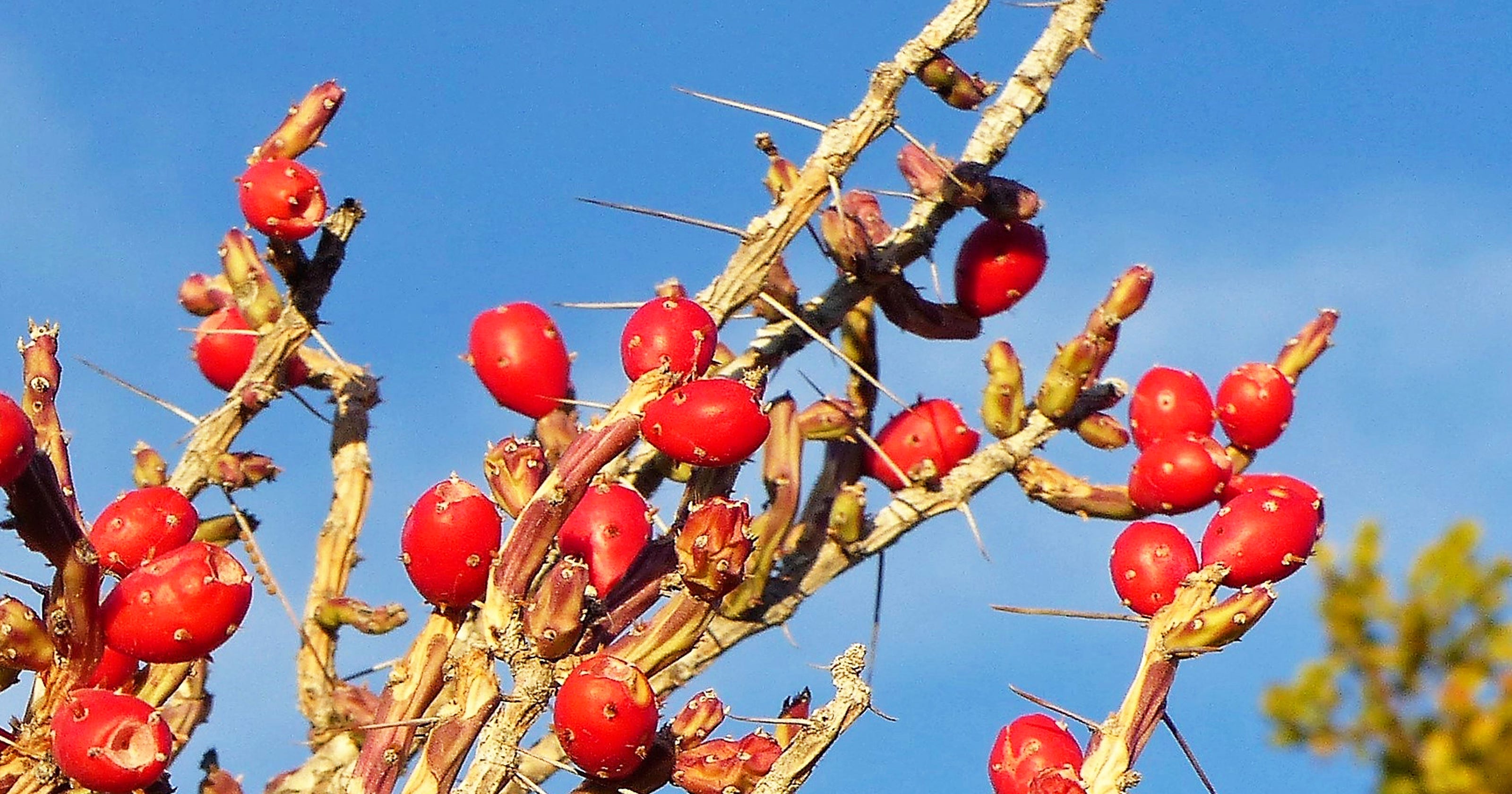 Christmas cholla decorates the desert