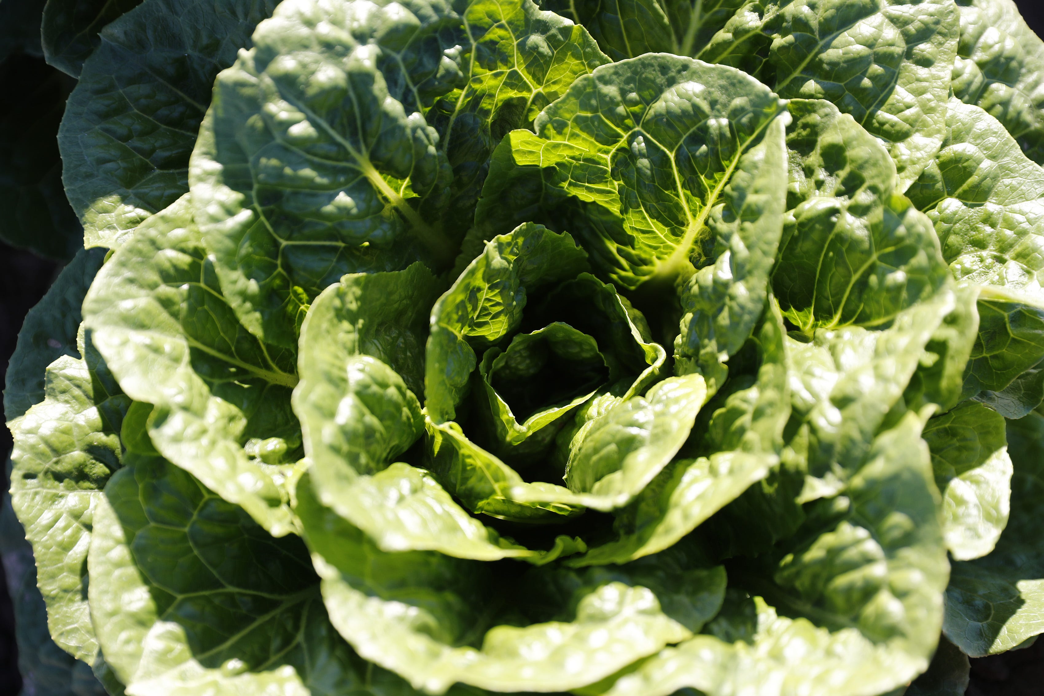 Romaine's structure can provide protection for bacteria. Leaves stand upright in overlapping folds that spiral to a central core.