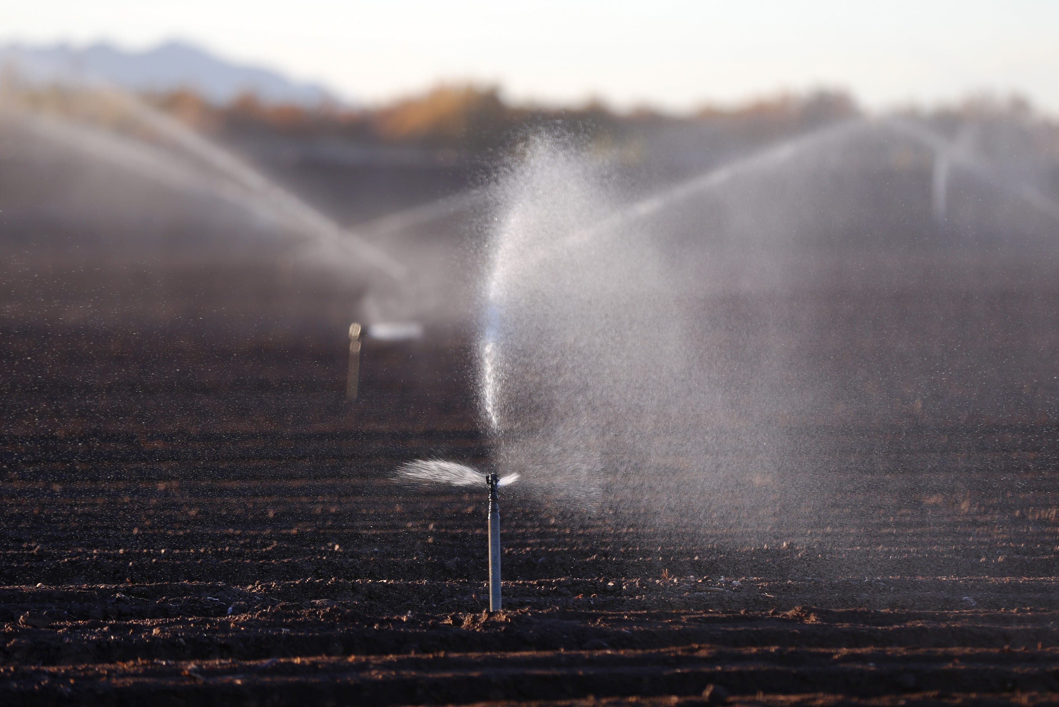 Sprinklers water a newly planted field of romaine lettuce in southwestern Arizona.
