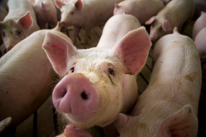 The Japanese Farm Ministry says that so far, no African swine fever infections have been reported in the country and it is unlikely that food infected with the virus will cause an outbreak unless pigs are fed infected food