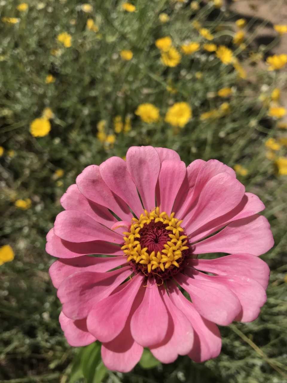 On Zinnia Seeds The Ray The Disk And The Whole Shebang