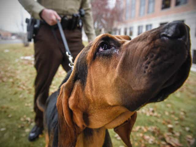 Wallpaper The Nose Knows Stearns Grows Bloodhound Program Desktop Wallpaper Free