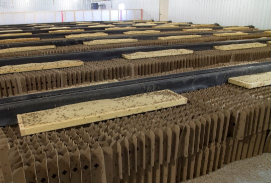 Enotomo farms uses cardboard dividers to house the nearly 100 million crickets they are raising at any given moment.