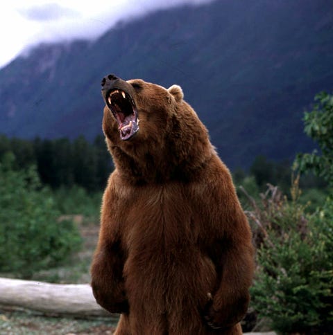 FILE -- "Bart the Bear" stands on his hind legs...