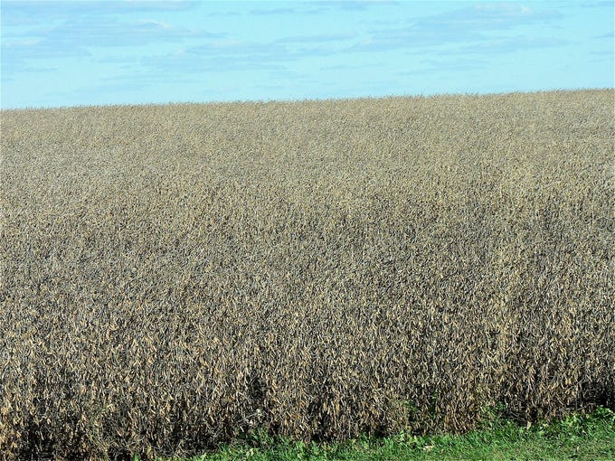Soybean yield is expected to be a record.