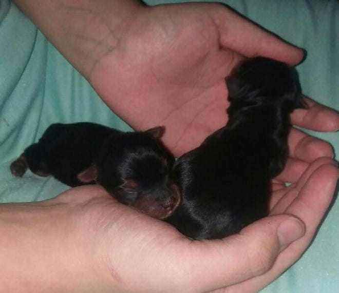 Verena’s Yorkie gave birth to two puppies the same week as a third grandchild arrived for Lovina and Joe.