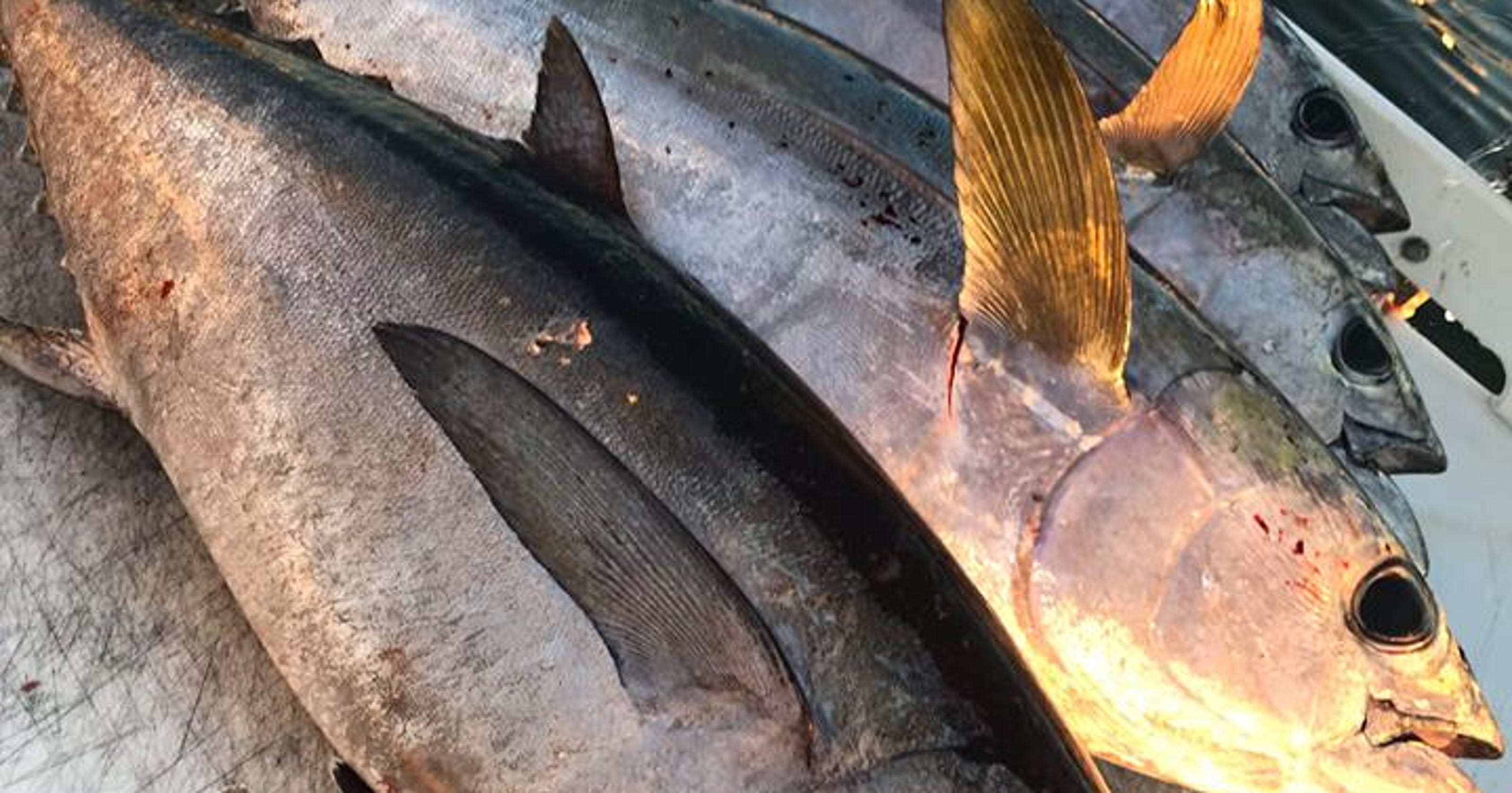 Popular blackfin tuna catches will probably soon receive regulations