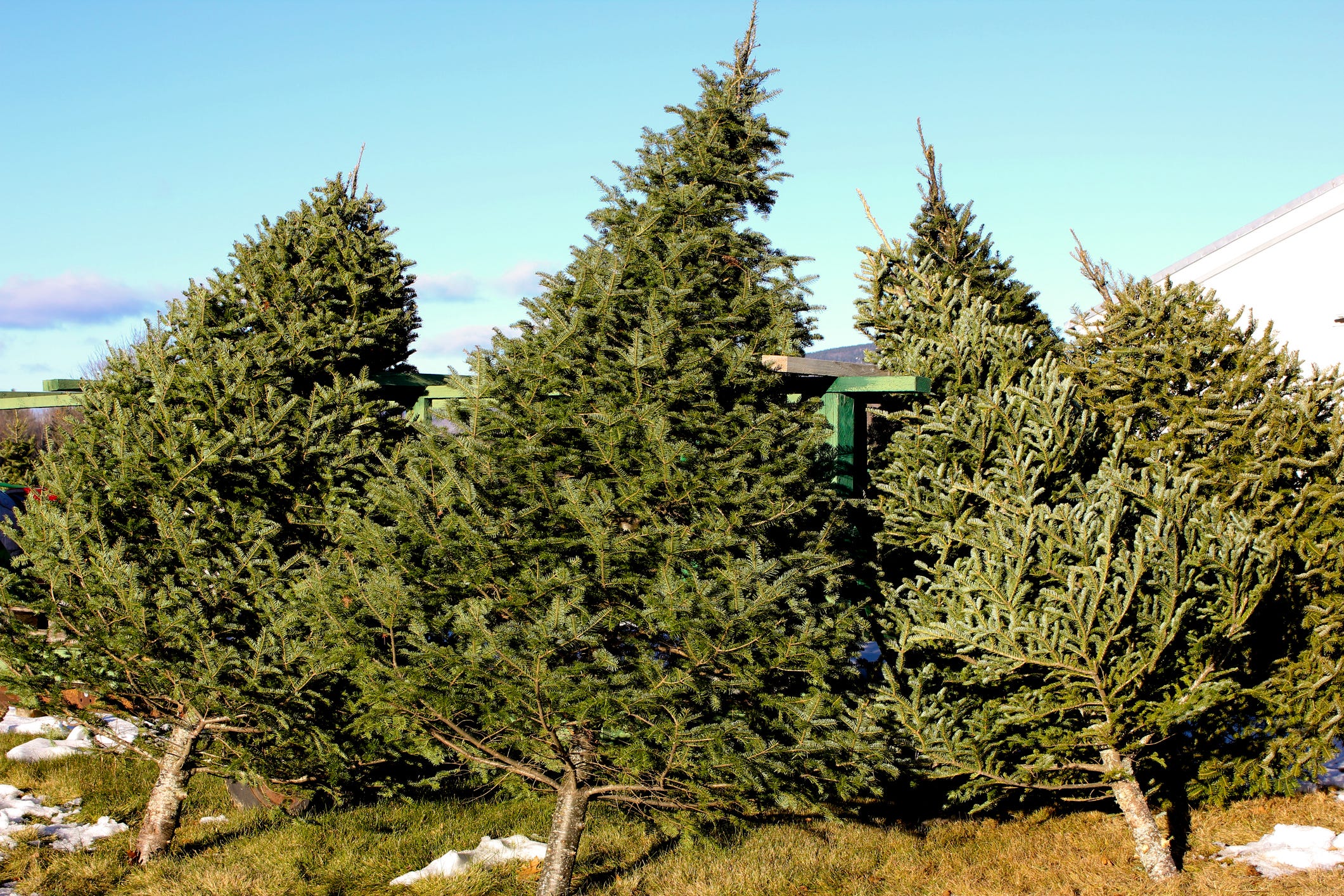 Joe White Nofolk Island Pines A Great Christmas Tree Option