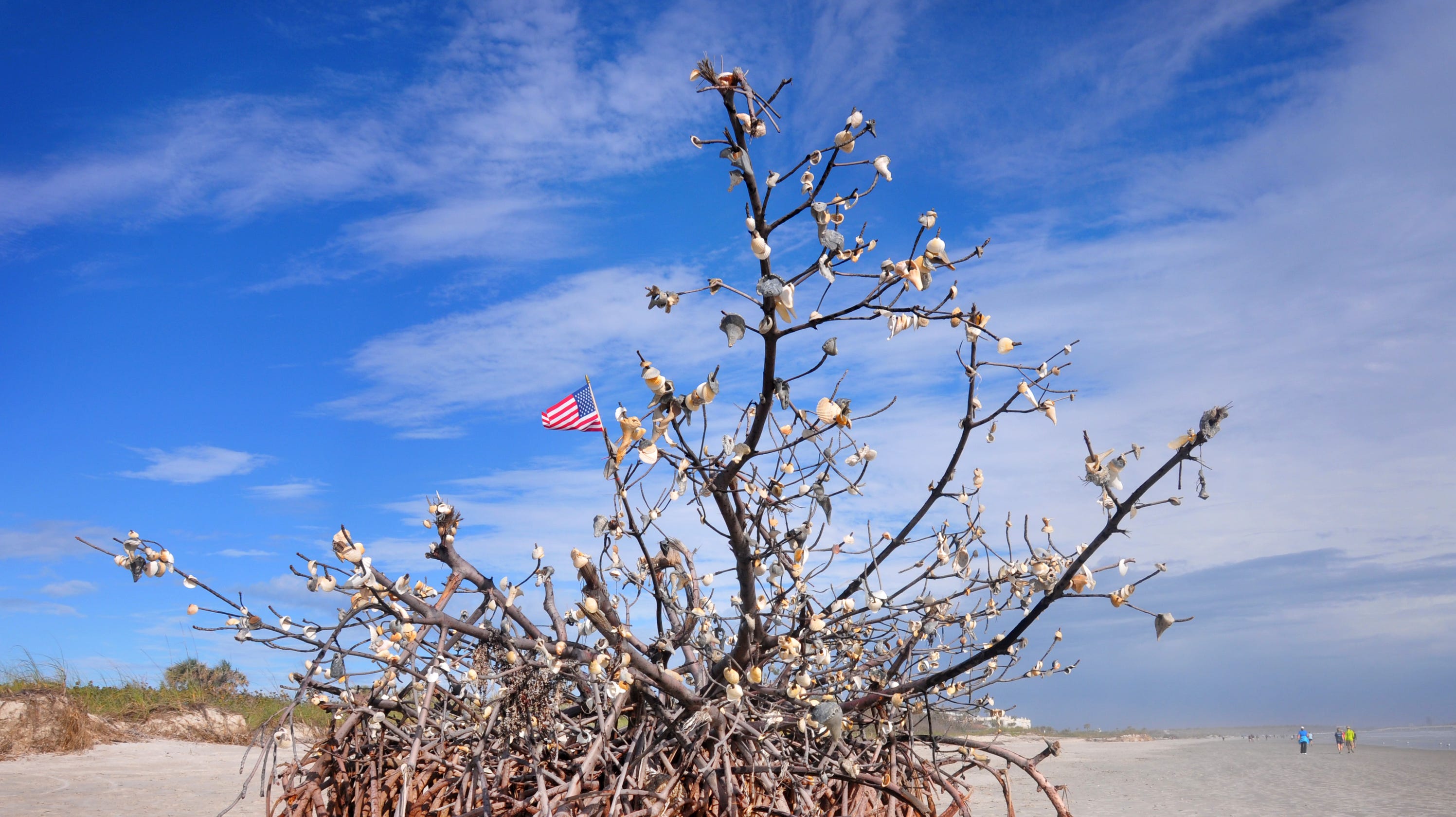 Shell tree in Cape Canaveral is actually a red mangrove
