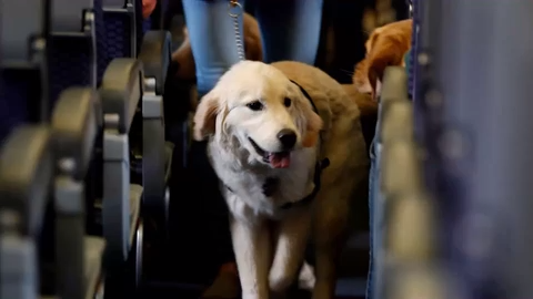 Your Guide To Airline Pet Policy American Southwest Delta United