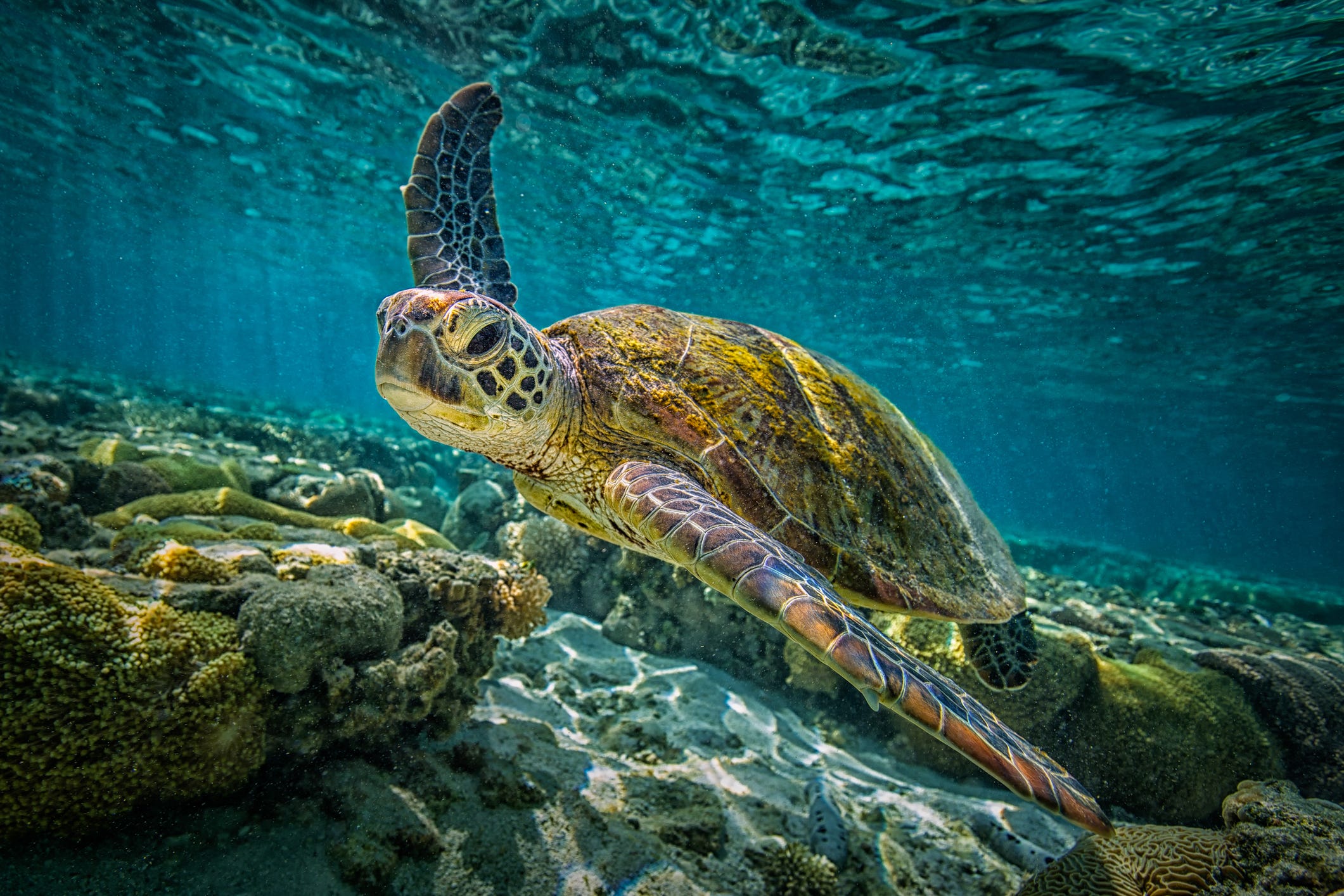 How old is the oldest turtle? Life expectancy of turtles and tortoises How old is the oldest turtle? Life expectancy of turtles and tortoises