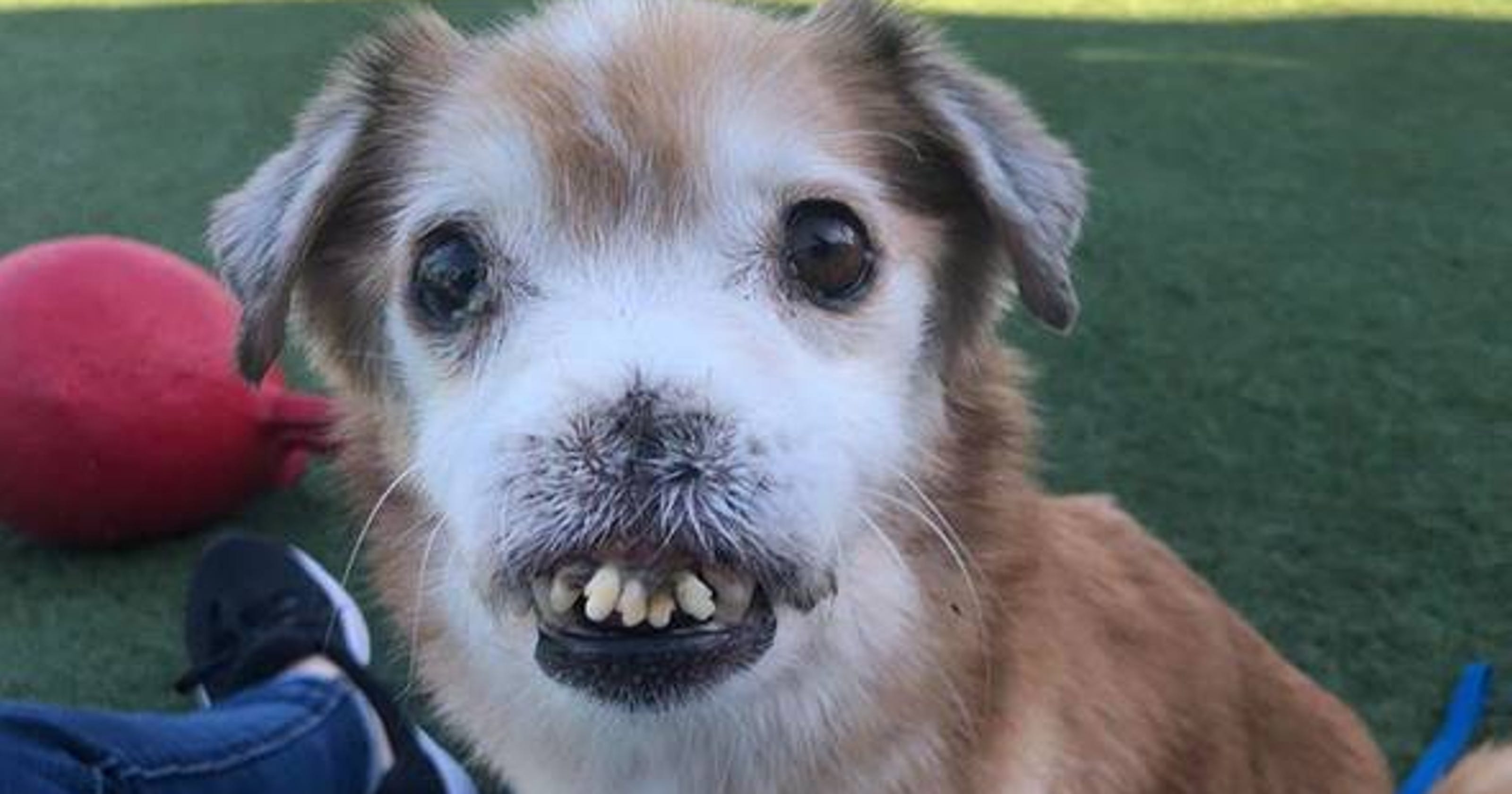 Sniffles, an adoptable dog without a nose, gets outpouring of love