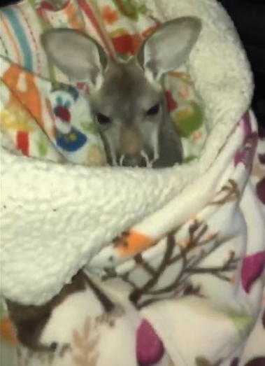 Aww! Norwood police find baby kangaroo in vehicle during I-71 traffic stop