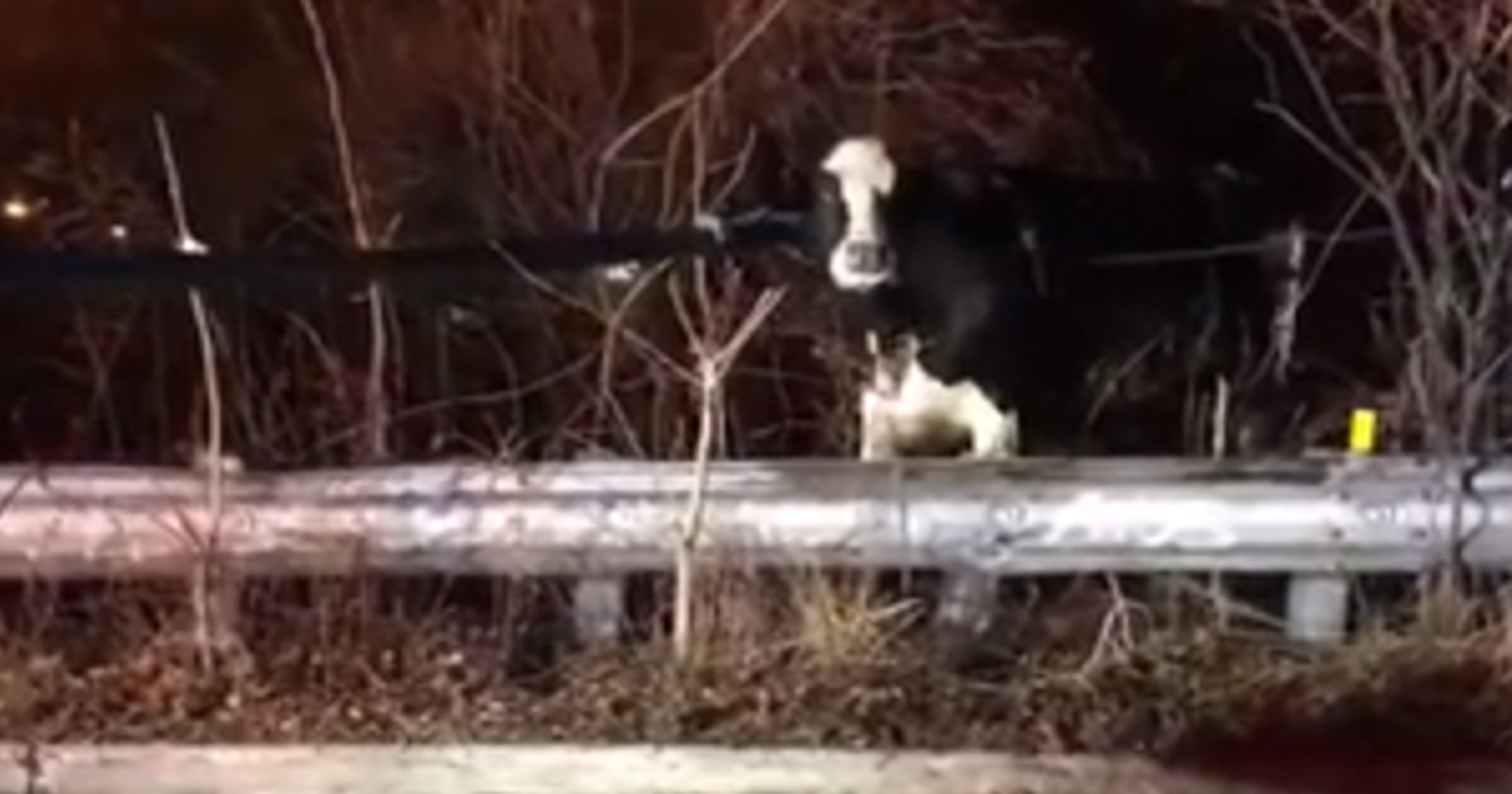 Cow escapes slaughterhouse truck, gives birth to calf in New Jersey