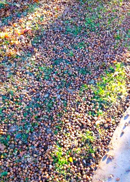 Take care when raking acorns out of grass