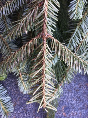Inspectors found an insect called elongate hemlock scale, or EHS, on wreaths, swags and boughs, and in arrangements of evergreen boughs in hanging baskets, porch pots, mugs, and sleighs.