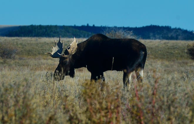 A bull moose feeds in a field at the foot of the Crazy Mountains near Two Dot. A moose shot by a hunter in northwestern Montana tested positive for chronic wasting disease.