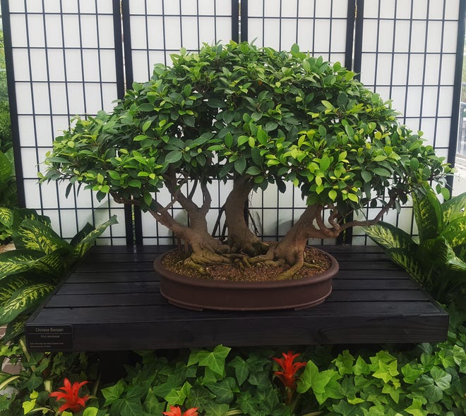 Bored With Run Of The Mill Houseplants Try Bonsai Master Gardener