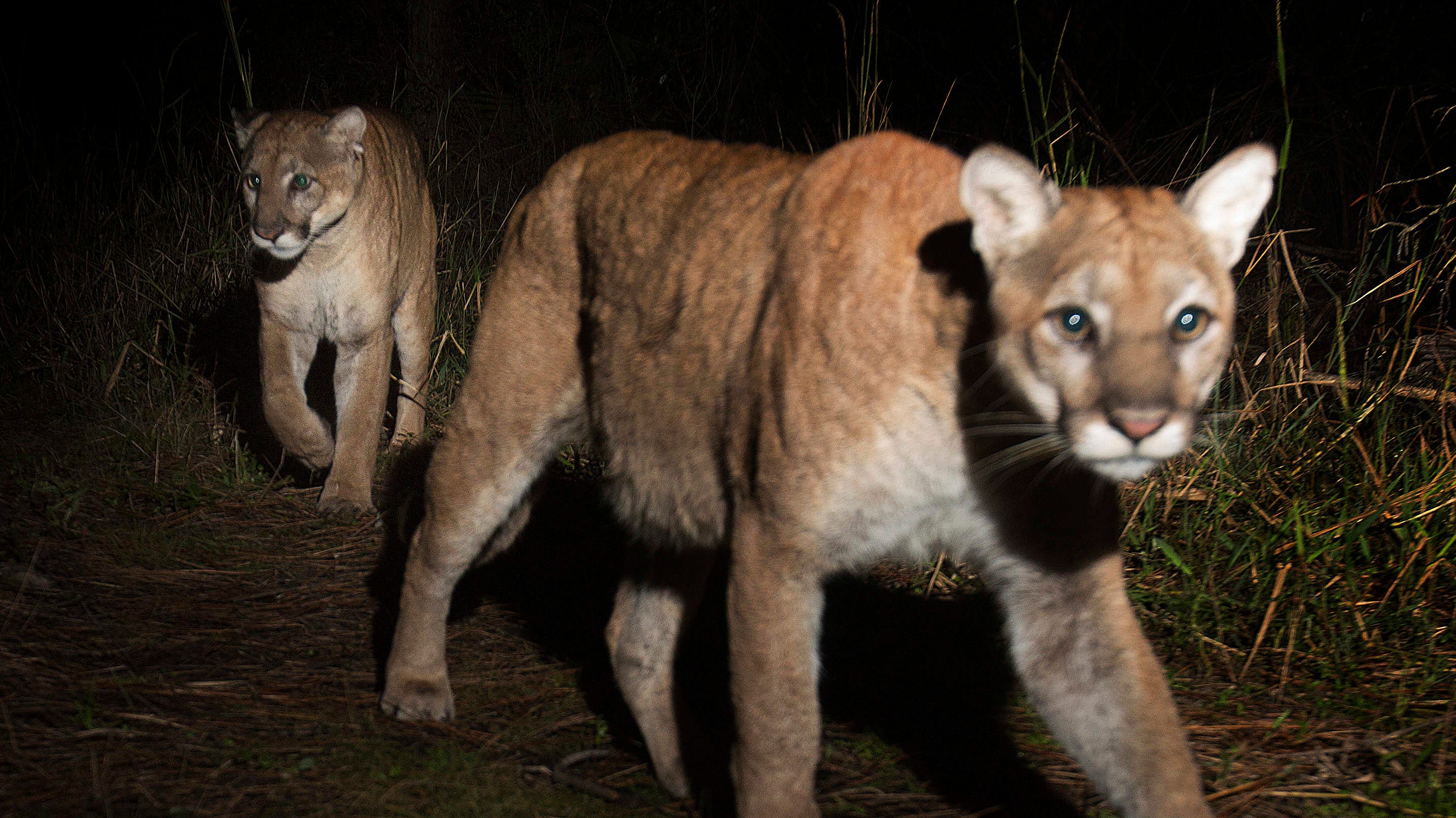 Florida panthers prey on pets, livestock is SWFL