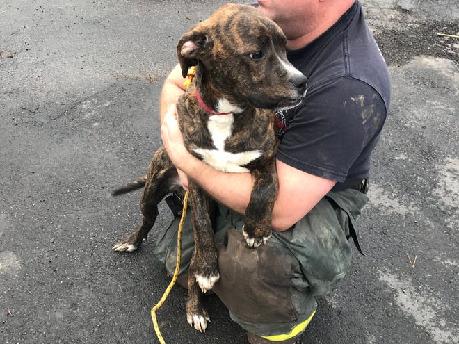Safe now: a firefighter from the Wayne Township Fire Dept. cradles a dog that he and his colleagues saved from a creek bed on Indy's westside.