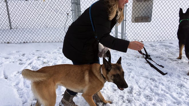 A Day In The Life Of A Vermont Police K9 Team