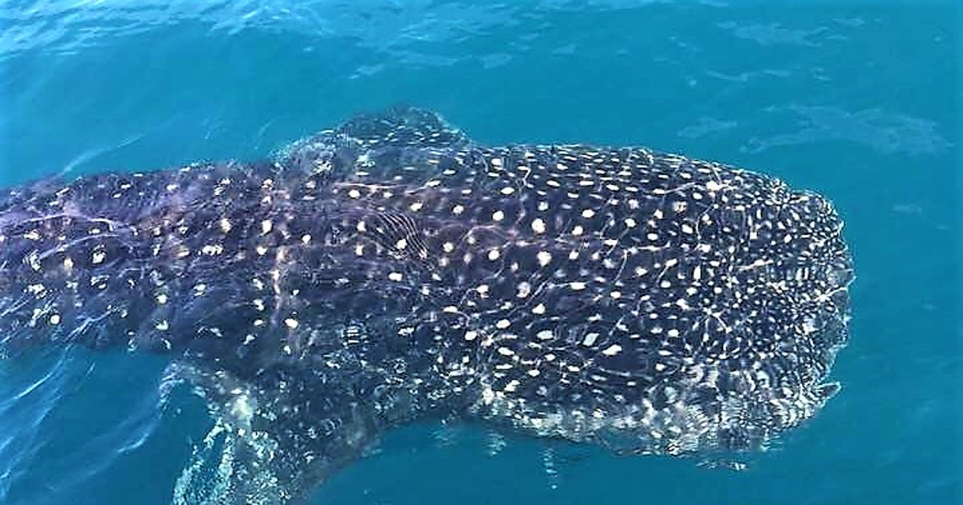 Whale sharks, humpback whales and great white sharks use the Gulf