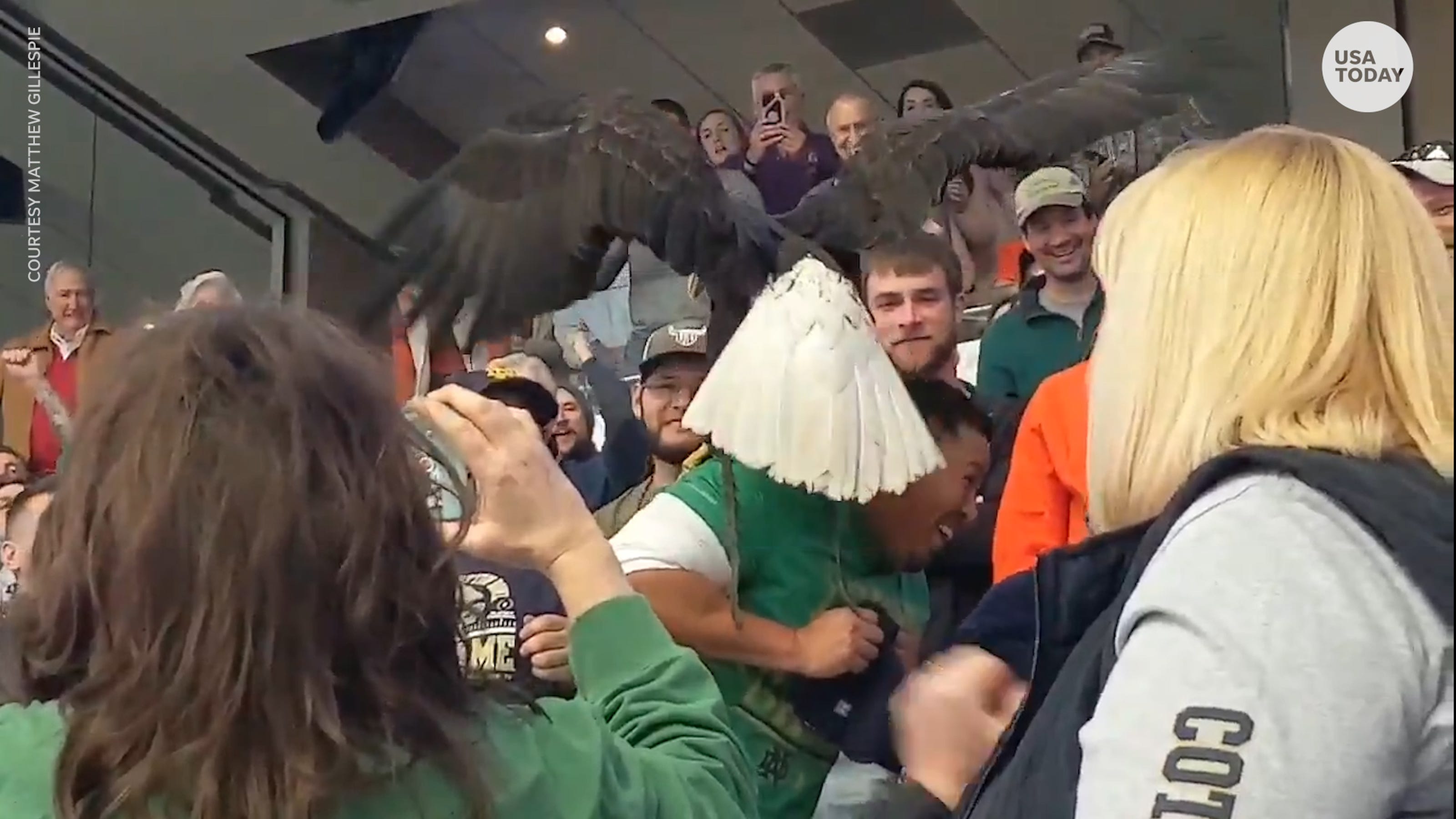 Bald eagle lands on fan's head at the Cotton Bowl