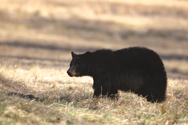 A black bear walks through the Cades Cove area of Great Smoky Mountains National Park in this file photo.