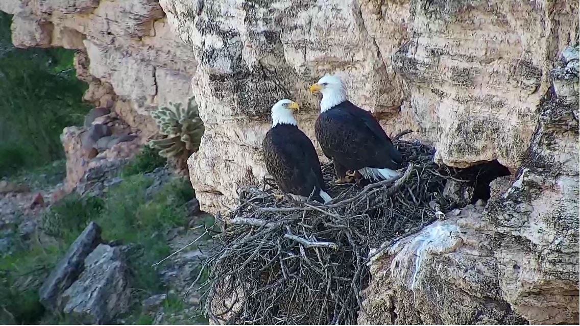 Arizona Game and Fish launches live stream of Lake Pleasant bald eagle nest