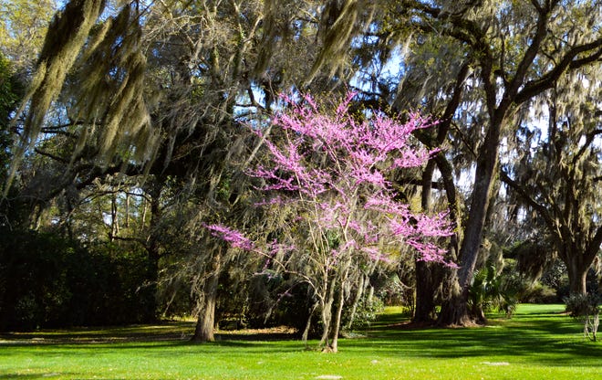Plant trees, such as redbud, that flower in late winter if you want to start the spring flowering season earlier.