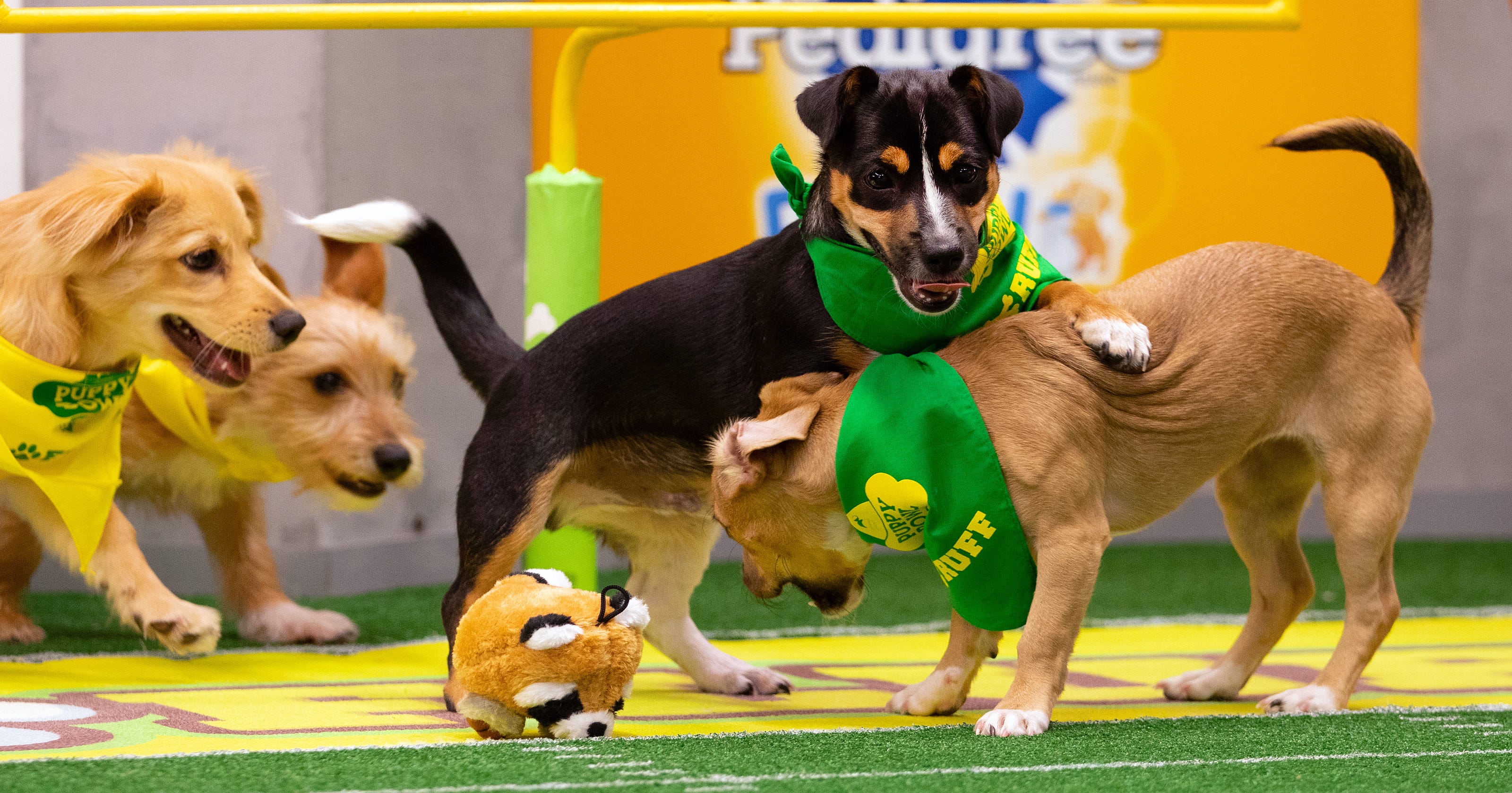 Puppy Bowl 2019: 6 Nashville dogs to compete in Animal Planet's Super Bowl show