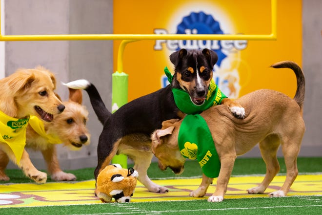 Teams "Ruff" and "Fluff" will go head to head when the 15th annual "Puppy Bowl" airs on Animal Planet this Super Bowl Sunday.