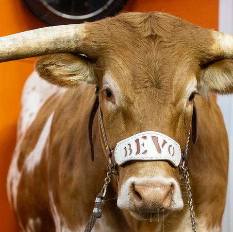Texas Longhorns mascot Bevo and Georgia Bulldogs...