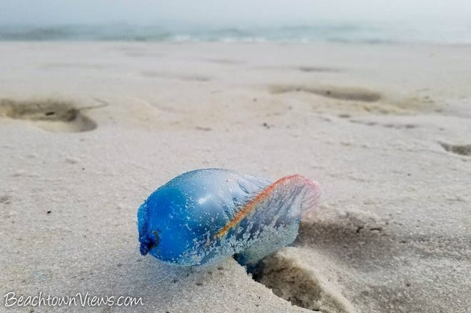 Ocean Ocean