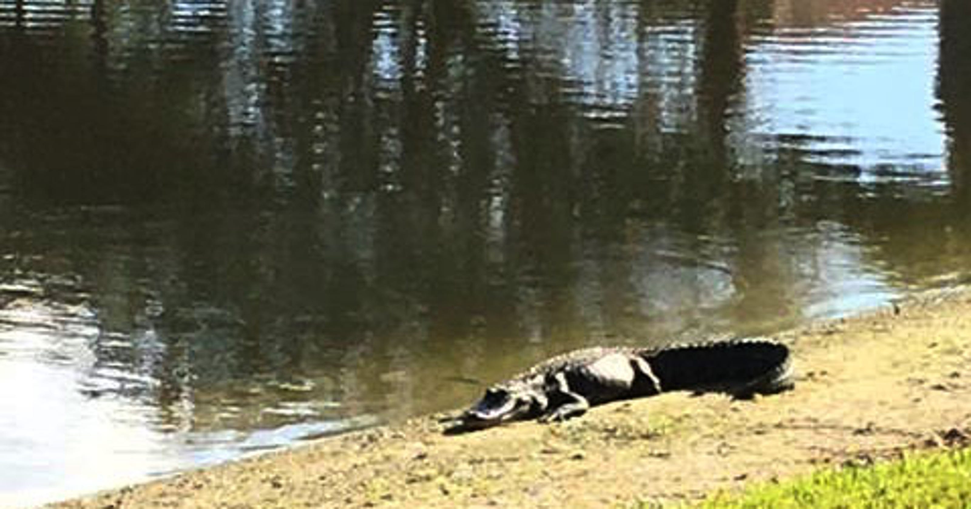 Nuisance alligator in Indian River Lagoon prompts police warning, hunt