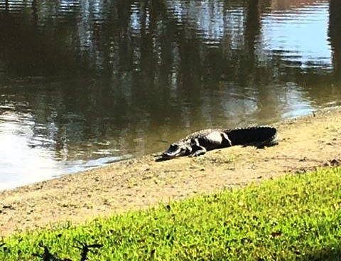 A couple residents reported the alligator to the Sewall's Point Police Department Friday.