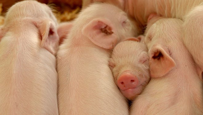 A 25 percent tariff on pork was unwelcome news in Iowa.
special to the register
Piglets snooze in the pig barn at the Kitsap County Fair & Stampede.