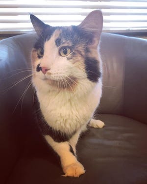 David Bowie is a male calico cat who was brought to the Humane Society of St. Joseph County on Dec. 29, 2018.
