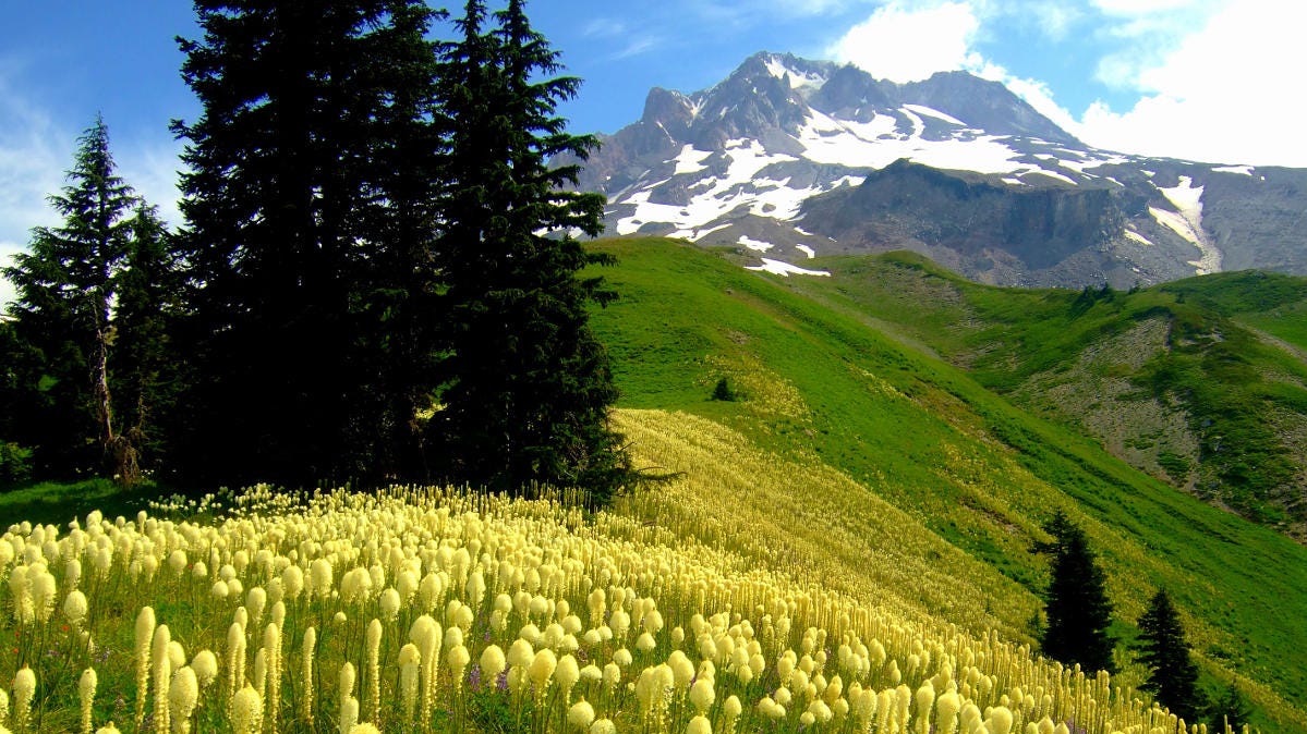 13 Best Hikes On Mount Hood Offer Lakes Waterfalls And Wildflowers Mt Hood Hiking Trails