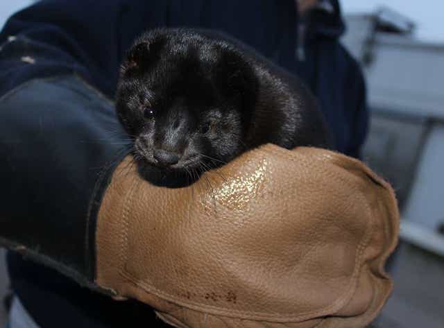 Discovery Of Covid 19 In Mink Is A Red Flag For Wisconsin Fur Farmers