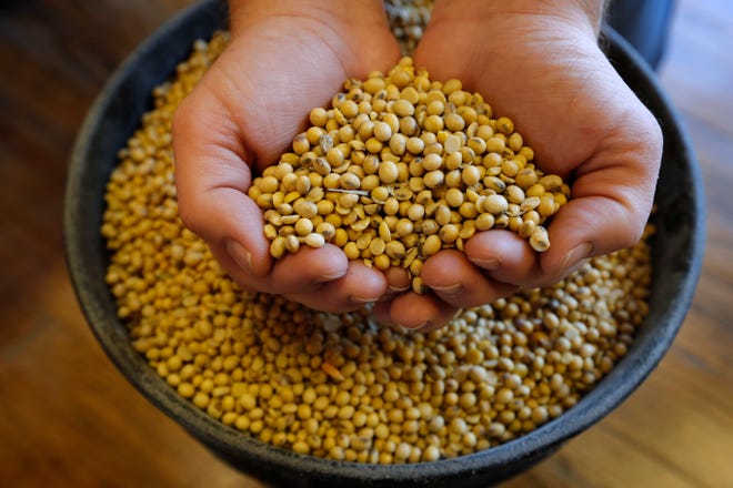 In this Nov. 21, 2018, file photo, Justin Roth holds a handful of soybeans at the Brooklyn Elevator in Brooklyn, Iowa. The U.S. Department of Agriculture says it must delay the release of key crop reports due to the partial government shutdown. The announcement Friday, Jan. 4, 2019 left investors and farmers without vital information during an already tumultuous time for agricultural markets. The USDA planned to release the reports Jan. 11 but said that even if the shutdown ended immediately, the agency wouldn't have time to release the reports as scheduled.