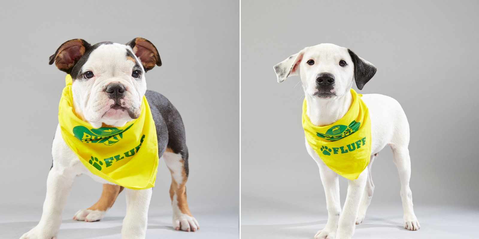 Puppy Bowl Xv Local Dogs Featured In Animal Planet Super Bowl