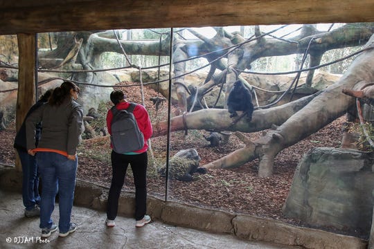 The Cincinnati Zoo & Botanical Garden earned LEED Platinum certification for the new, indoor Gorilla World habitat.