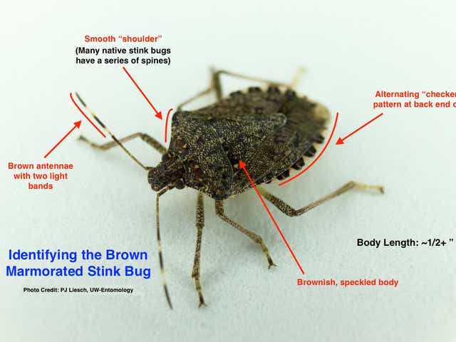 Stinkbugs Warm Weather Unleashes Smelly Bugs In Wisconsin